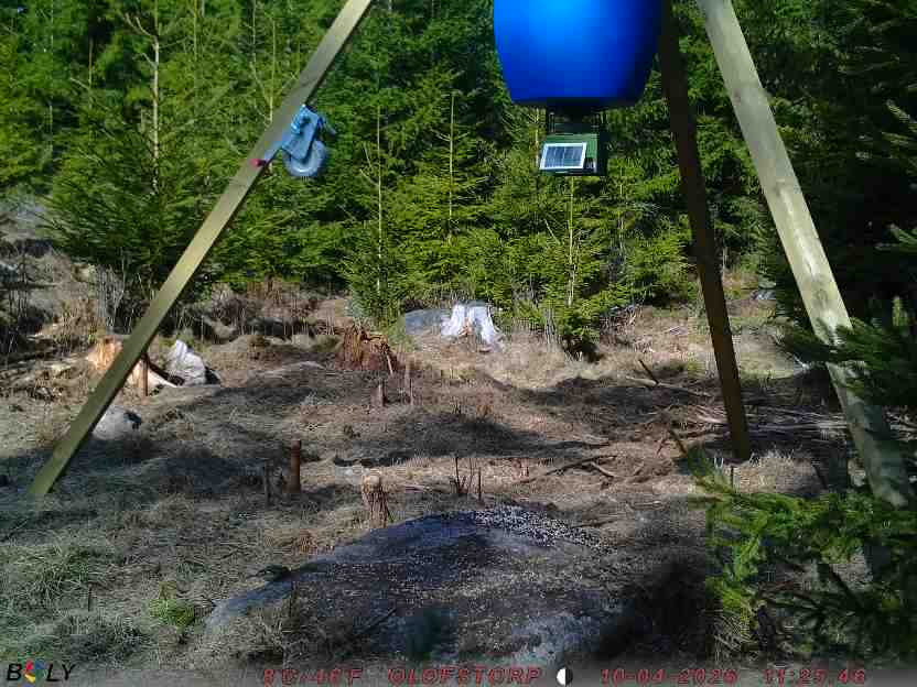 Bild från STORATRÄA