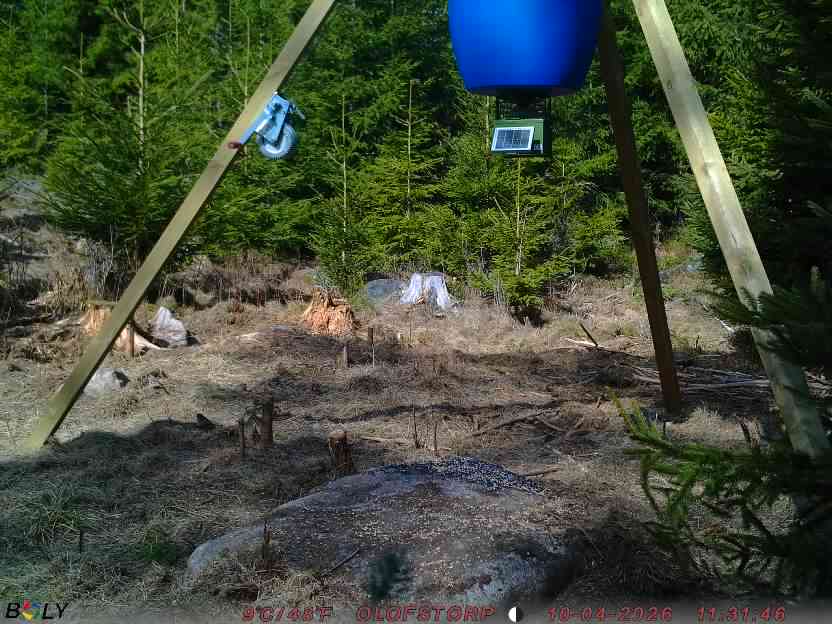 Bild från STORATRÄA