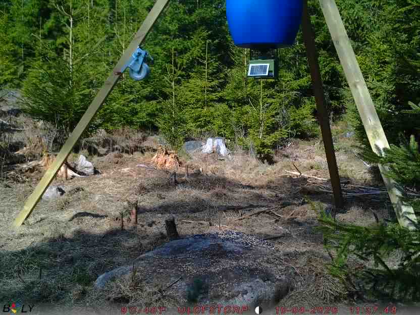 Bild från STORATRÄA