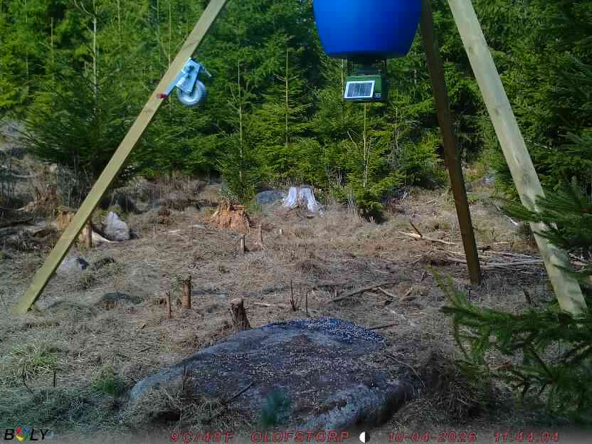 Bild från STORATRÄA