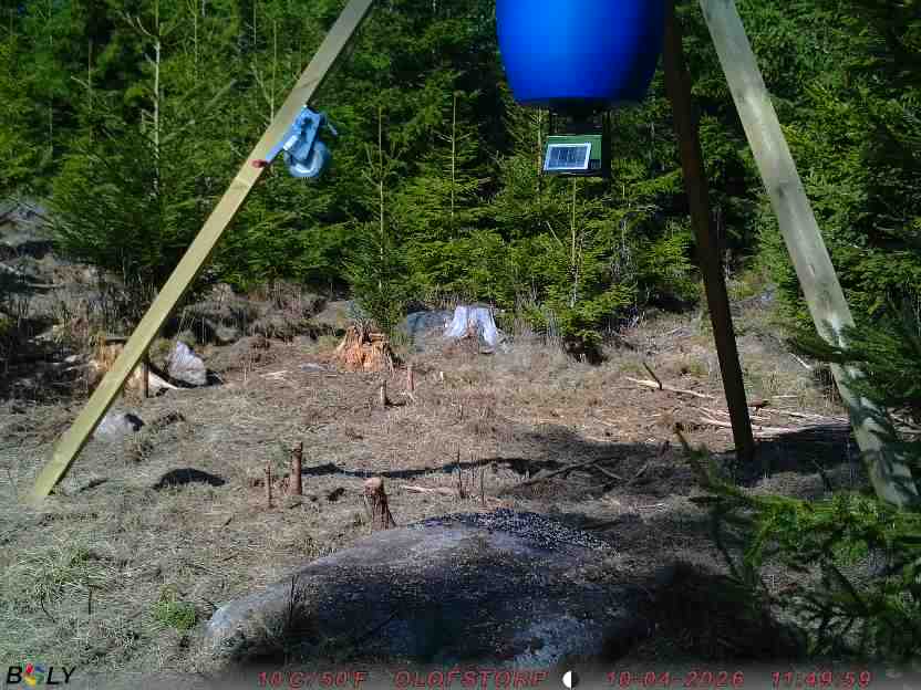 Bild från STORATRÄA