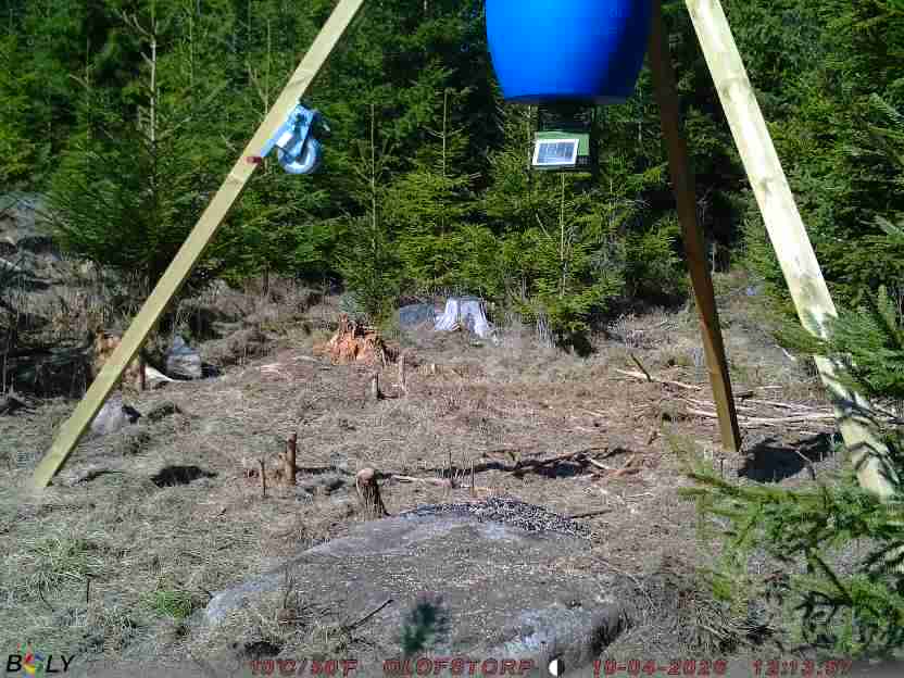 Bild från STORATRÄA