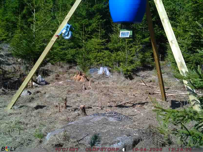 Bild från STORATRÄA