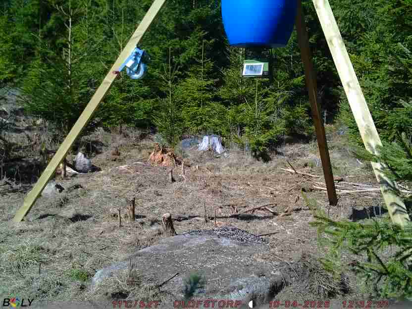 Bild från STORATRÄA