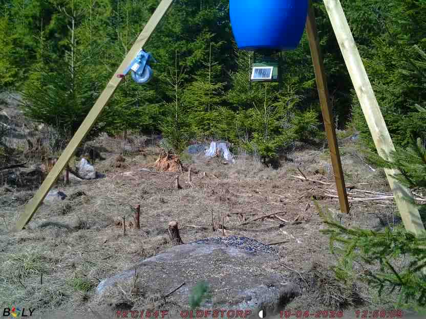 Bild från STORATRÄA