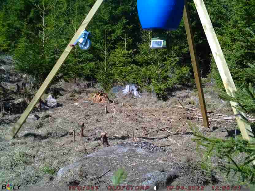 Bild från STORATRÄA