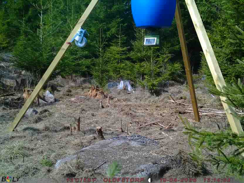 Bild från STORATRÄA