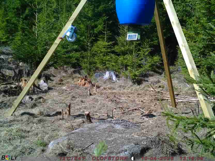 Bild från STORATRÄA