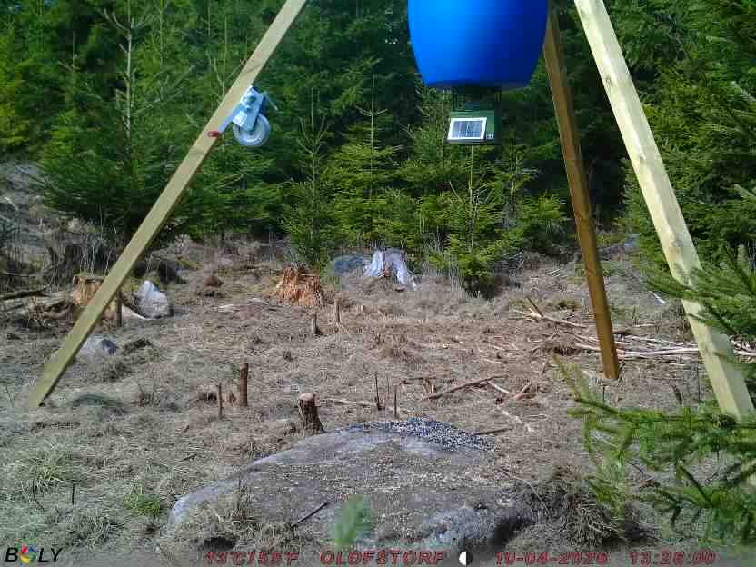 Bild från STORATRÄA