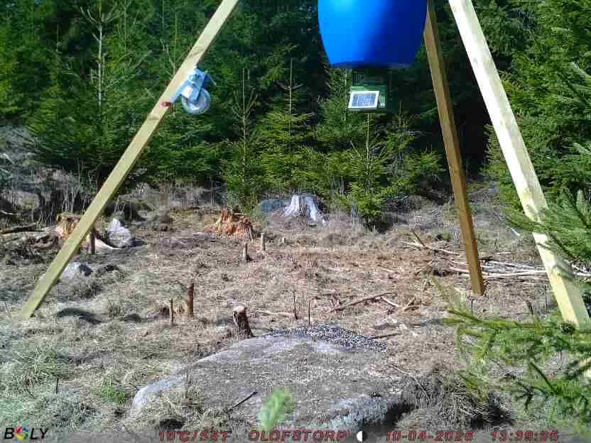 Bild från STORATRÄA