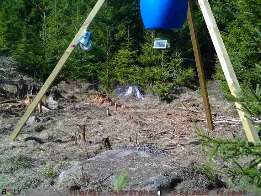 Bild från STORATRÄA