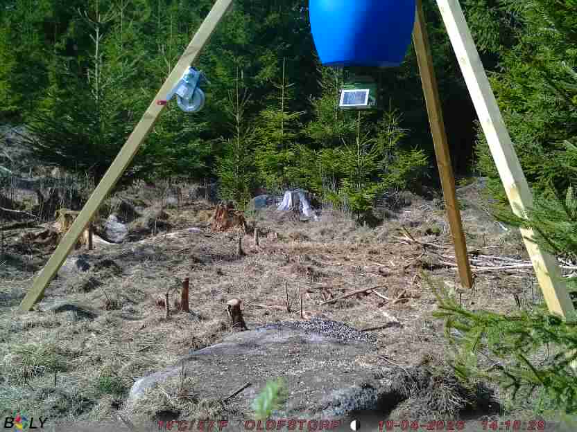 Bild från STORATRÄA