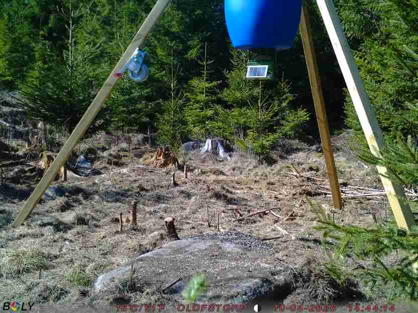 Bild från STORATRÄA