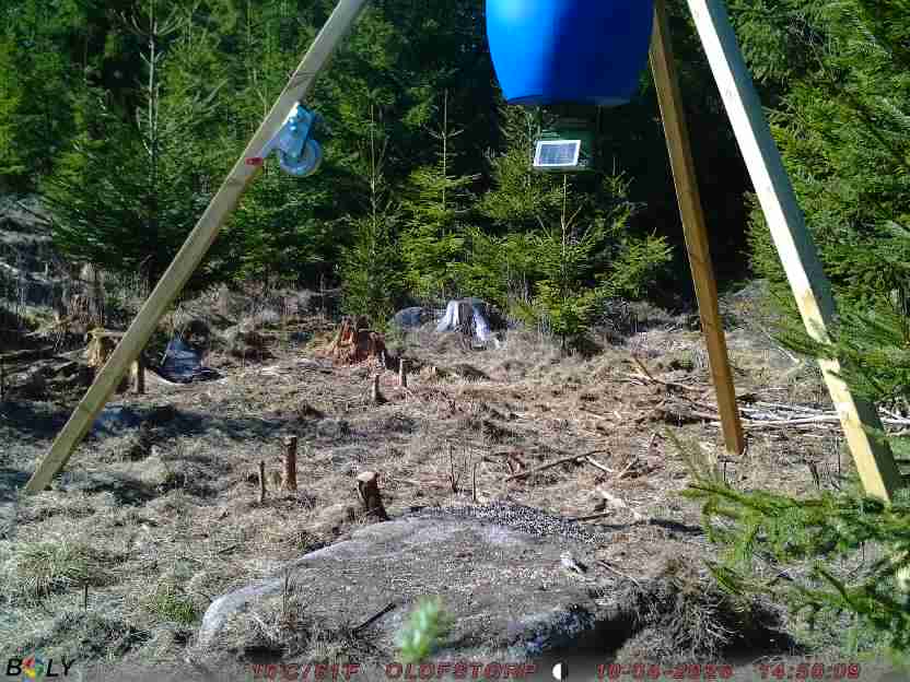 Bild från STORATRÄA