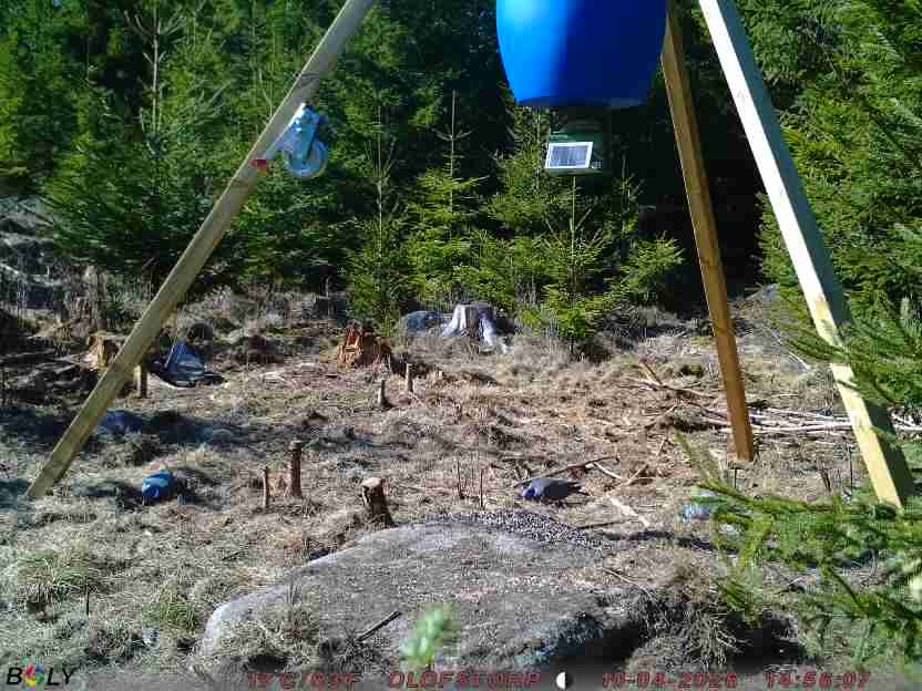 Bild från STORATRÄA