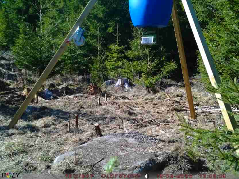 Bild från STORATRÄA