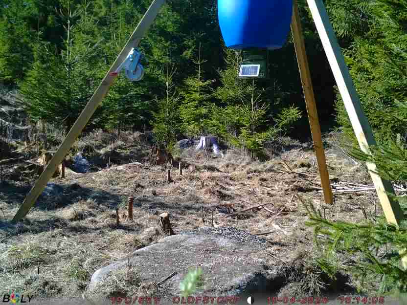 Bild från STORATRÄA