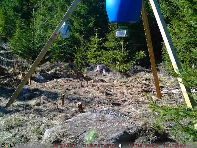 Bild från STORATRÄA