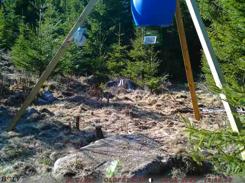 Bild från STORATRÄA