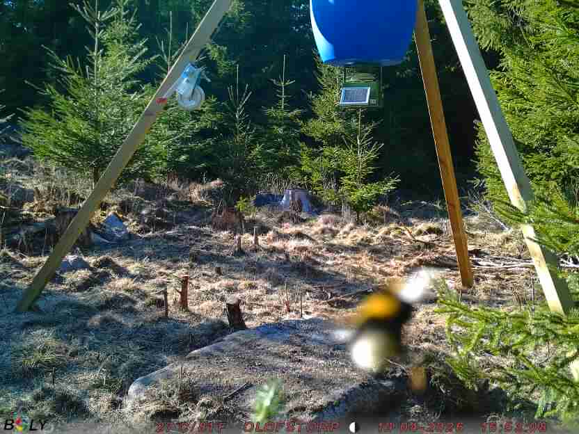 Bild från STORATRÄA