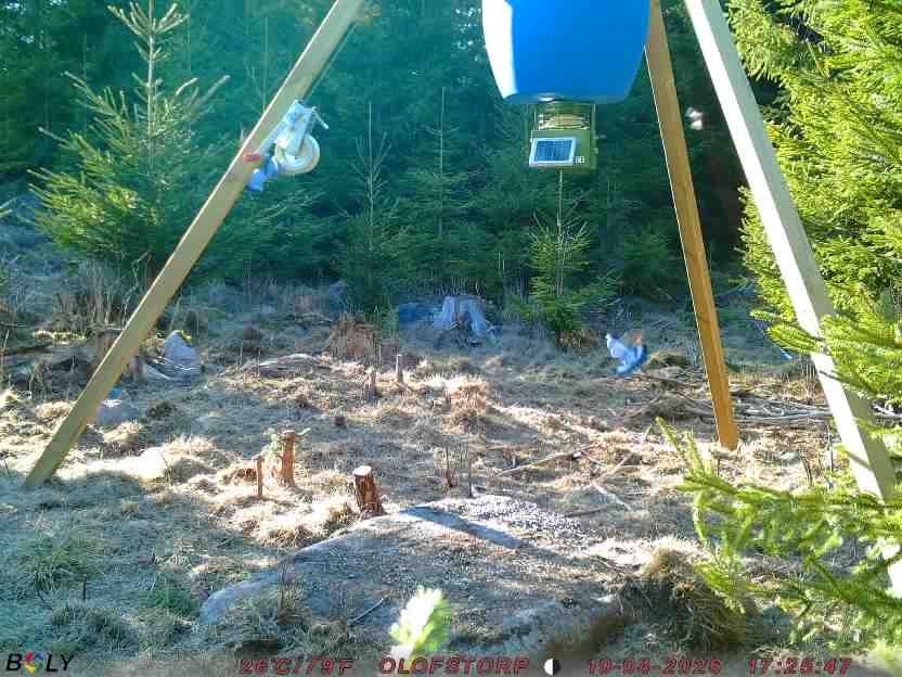 Bild från STORATRÄA