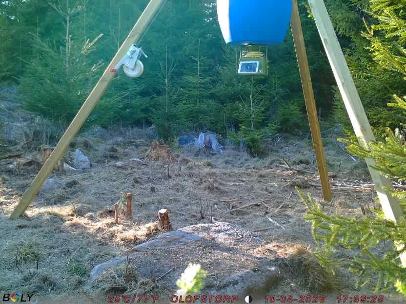 Bild från STORATRÄA