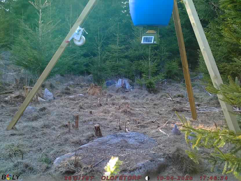 Bild från STORATRÄA