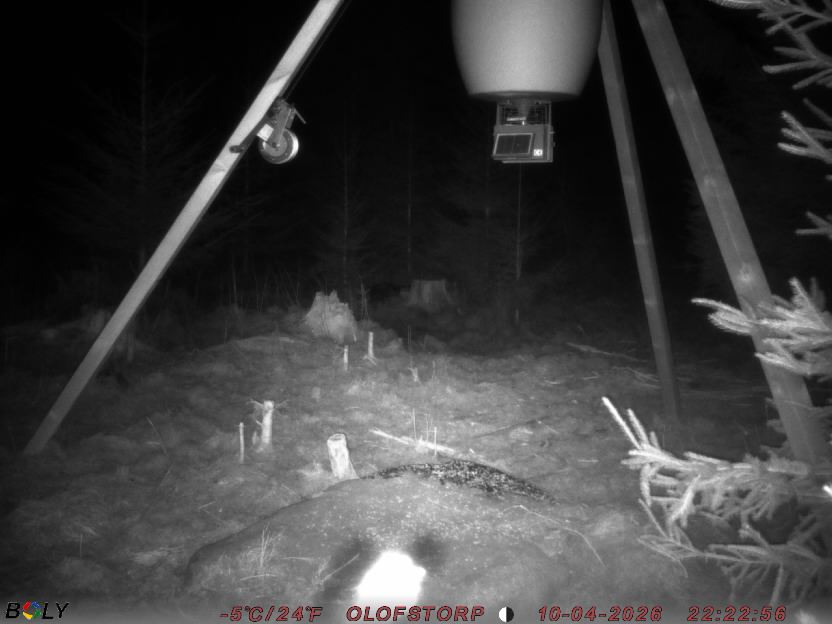 Bild från STORATRÄA