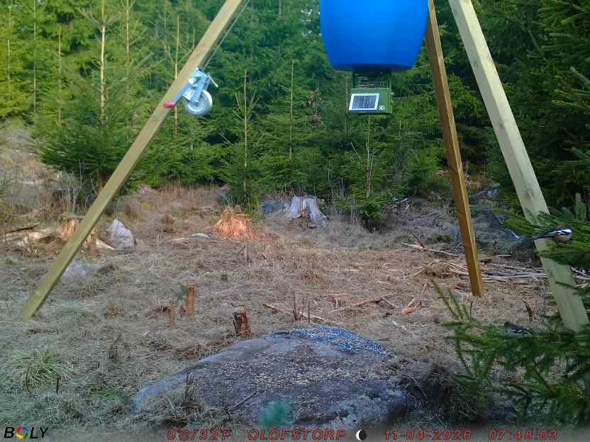 Bild från STORATRÄA