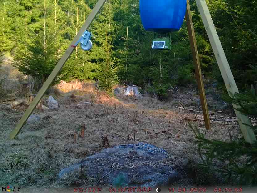 Bild från STORATRÄA