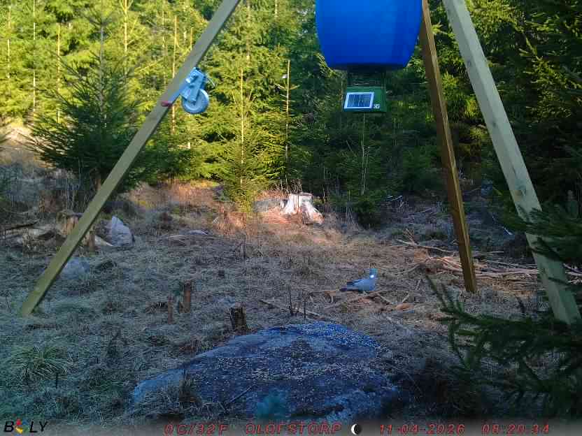 Bild från STORATRÄA