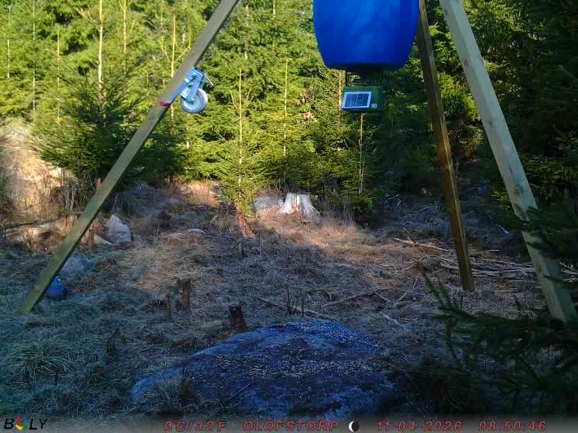 Bild från STORATRÄA