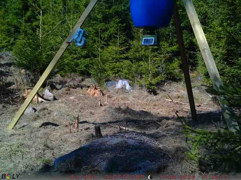 Bild från STORATRÄA
