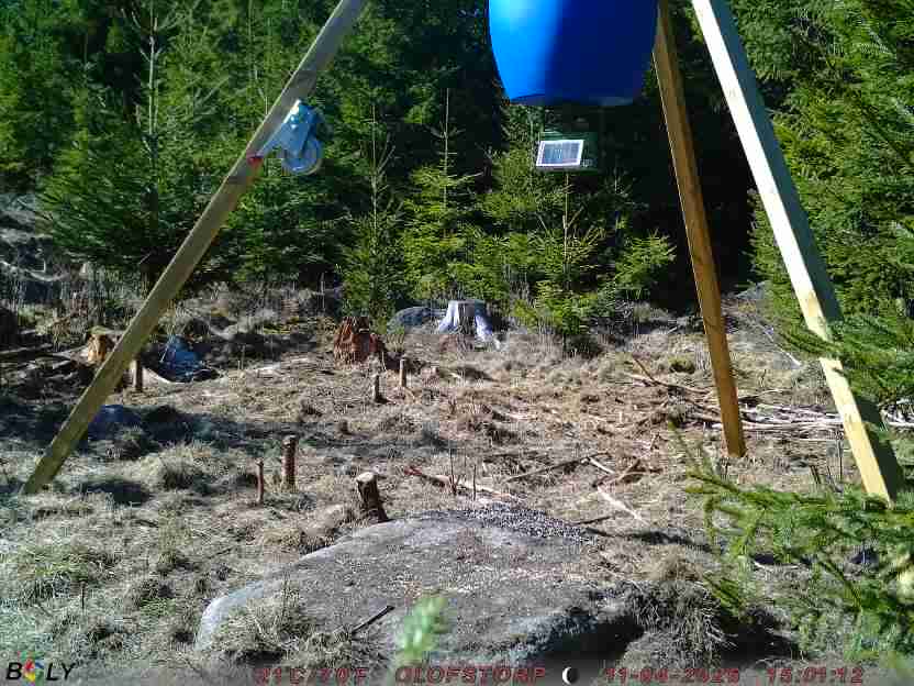Bild från STORATRÄA