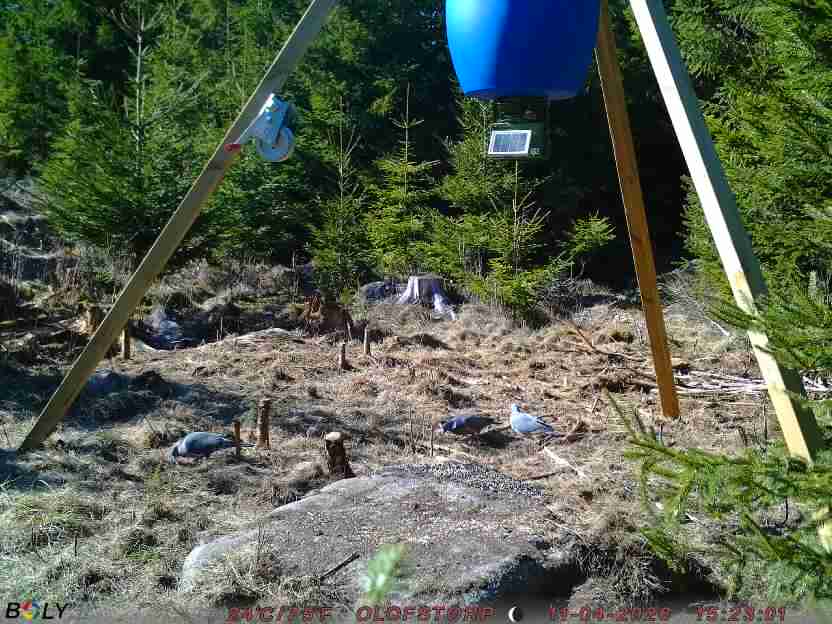Bild från STORATRÄA