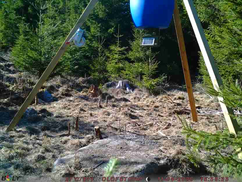 Bild från STORATRÄA