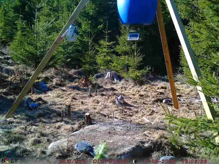 Bild från STORATRÄA