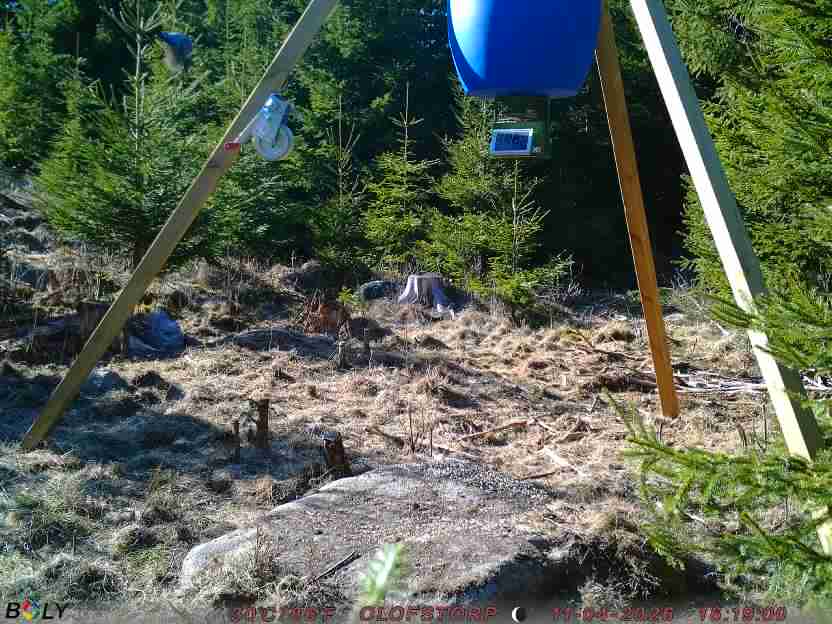 Bild från STORATRÄA