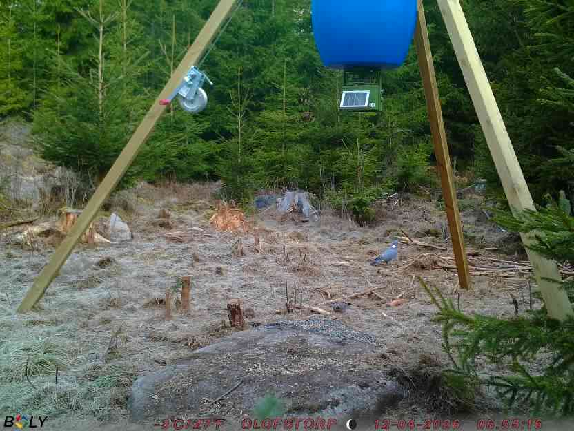 Bild från STORATRÄA