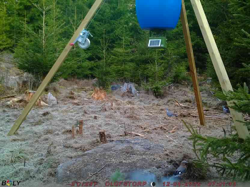 Bild från STORATRÄA