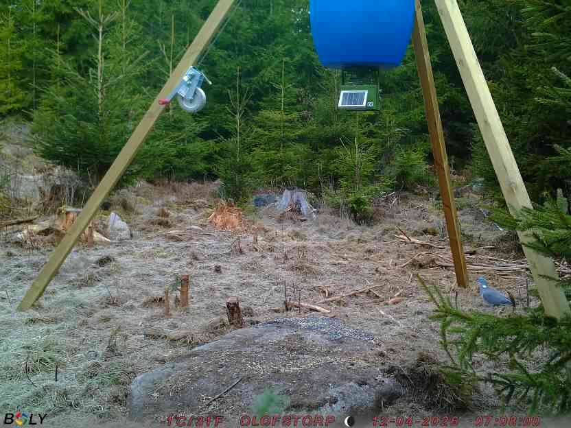 Bild från STORATRÄA