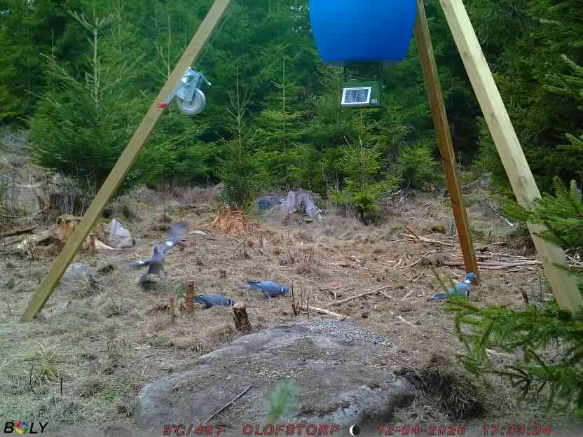 Bild från STORATRÄA