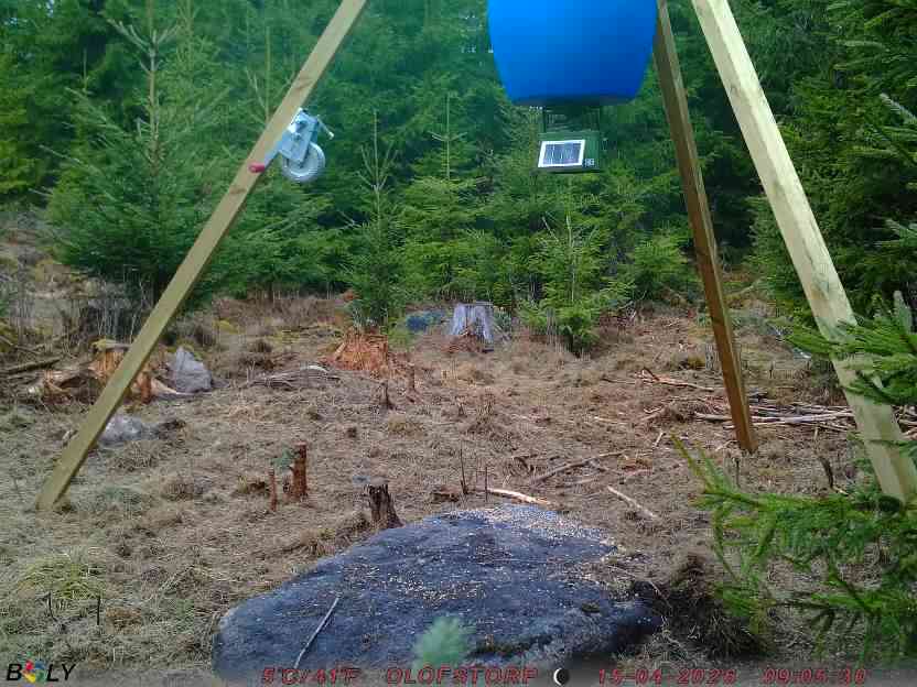 Bild från STORATRÄA