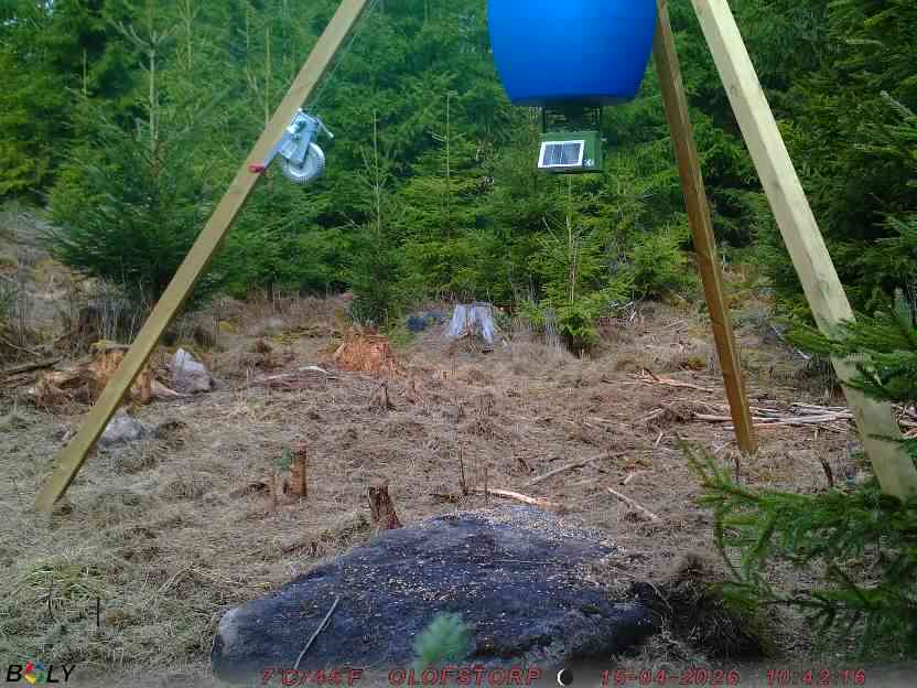 Bild från STORATRÄA
