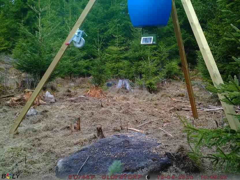 Bild från STORATRÄA