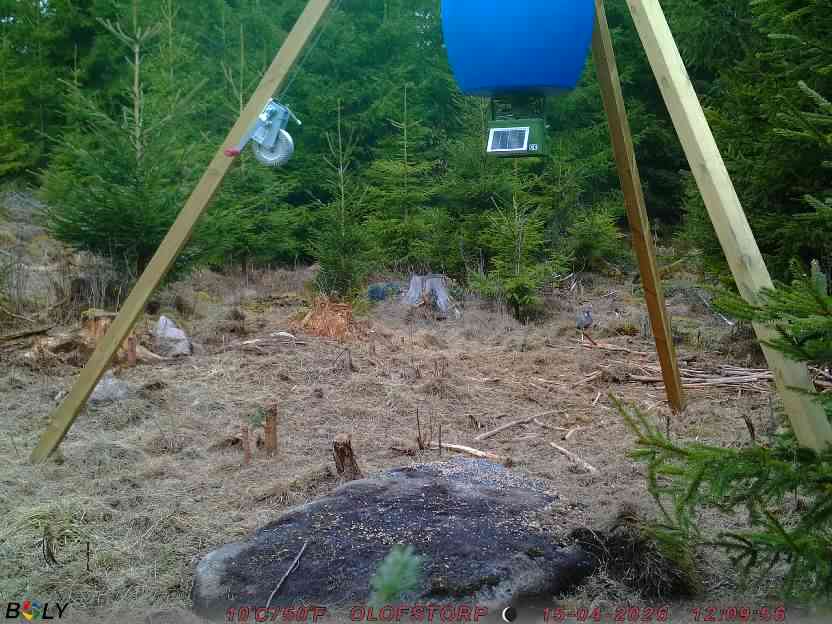 Bild från STORATRÄA