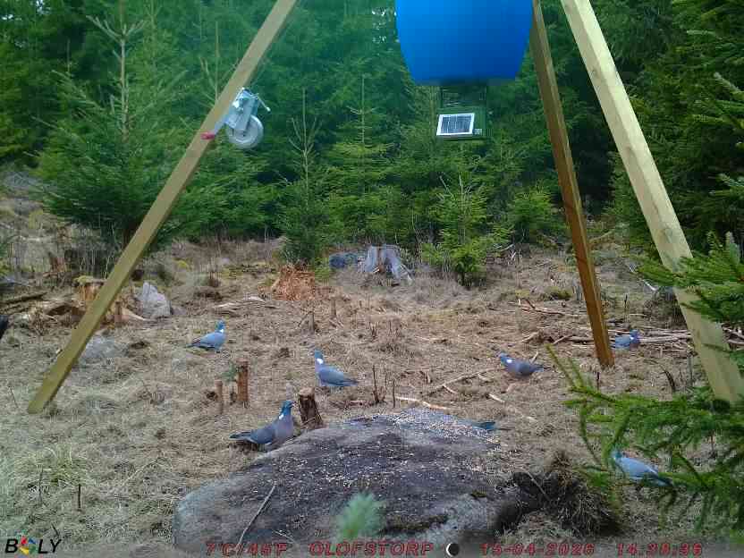 Bild från STORATRÄA