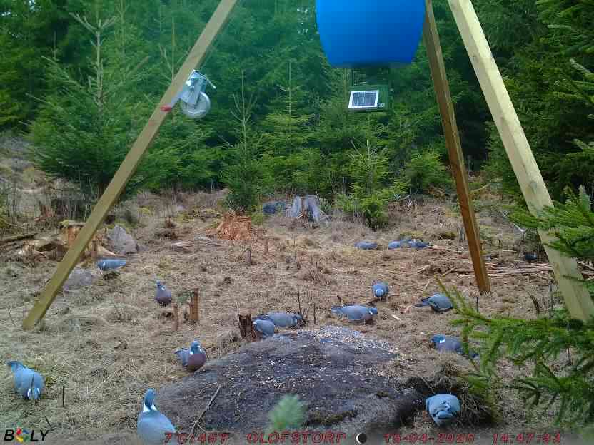 Bild från STORATRÄA