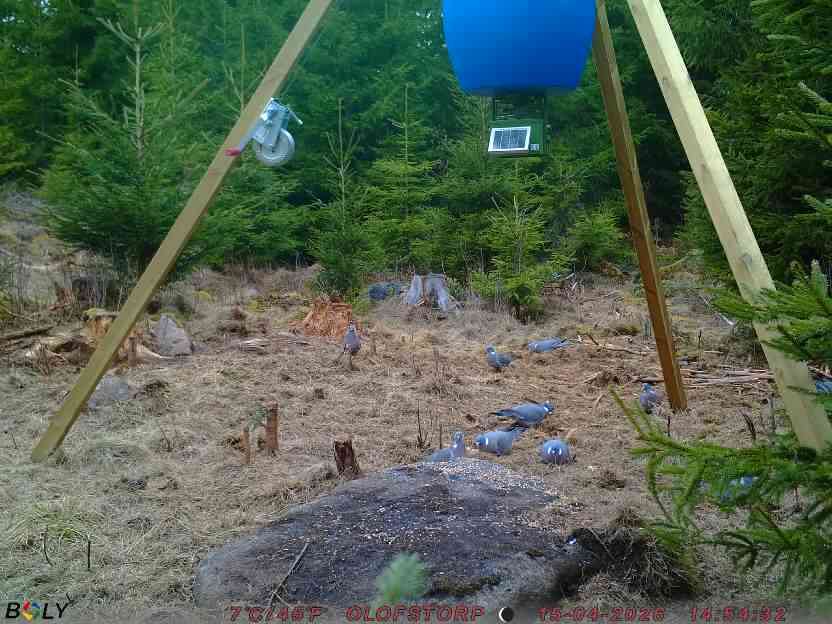 Bild från STORATRÄA