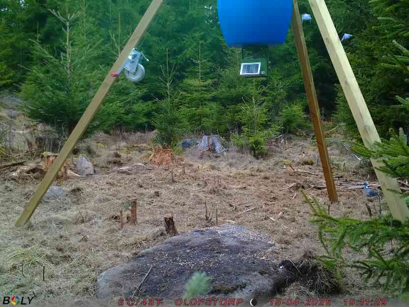 Bild från STORATRÄA